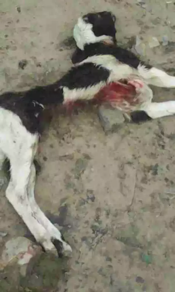 Panic As Mysterious Beast Kills Animals In Delta State Community (Graphic Photos)